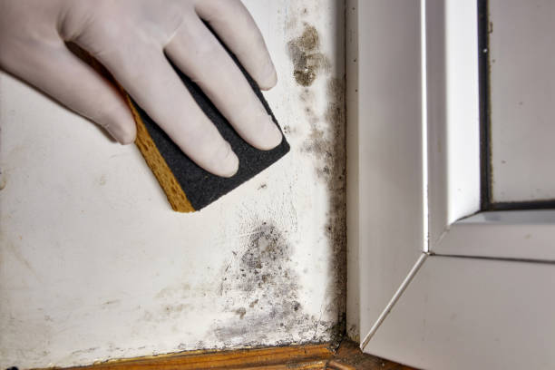Mold Removal for HVAC Installations in Aldan, PA